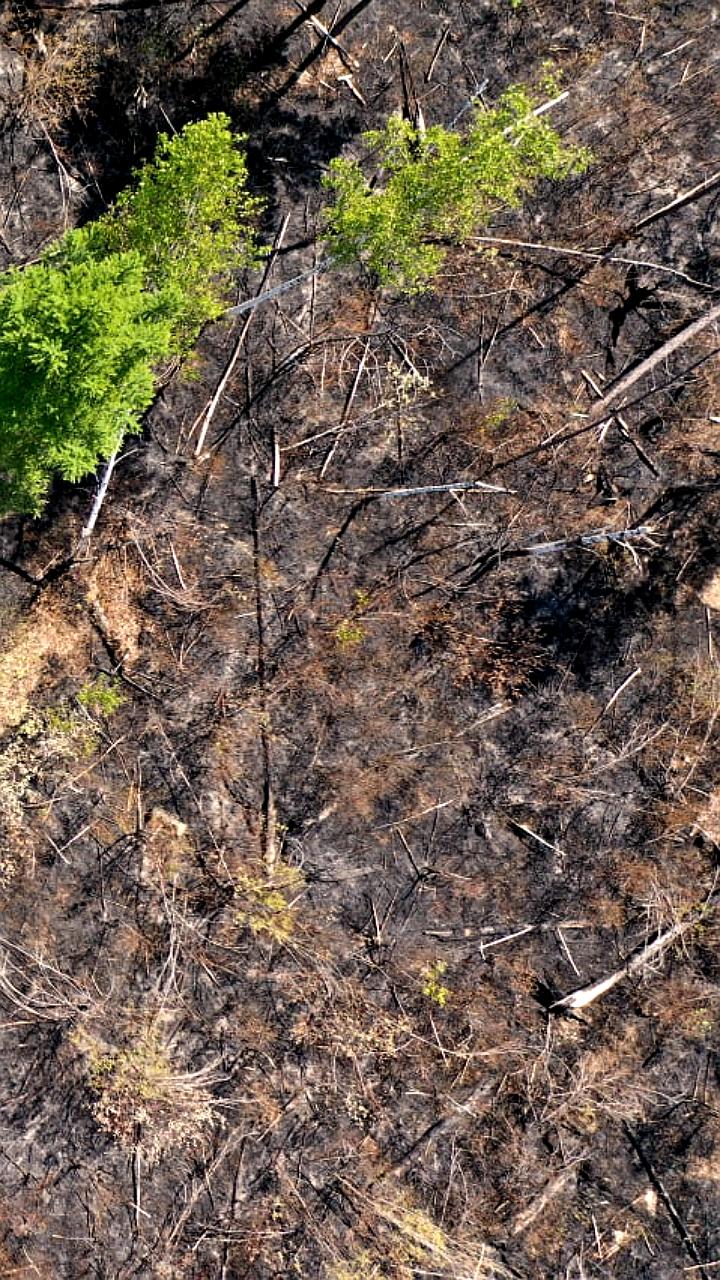 Мишустин и Советников обсудили защиту лесов и цифровизацию отрасли