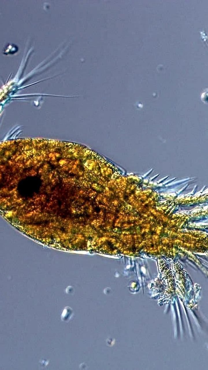 Приморские ученые обнаружили полисахарид из морской бактерии, способный вызывать гибель раковых клеток