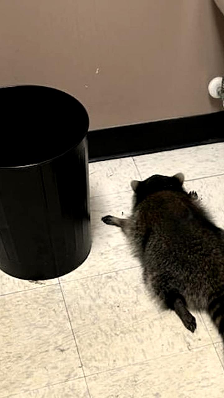 Енот устроил беспорядок в винном магазине Вирджинии и был отпущен в лес