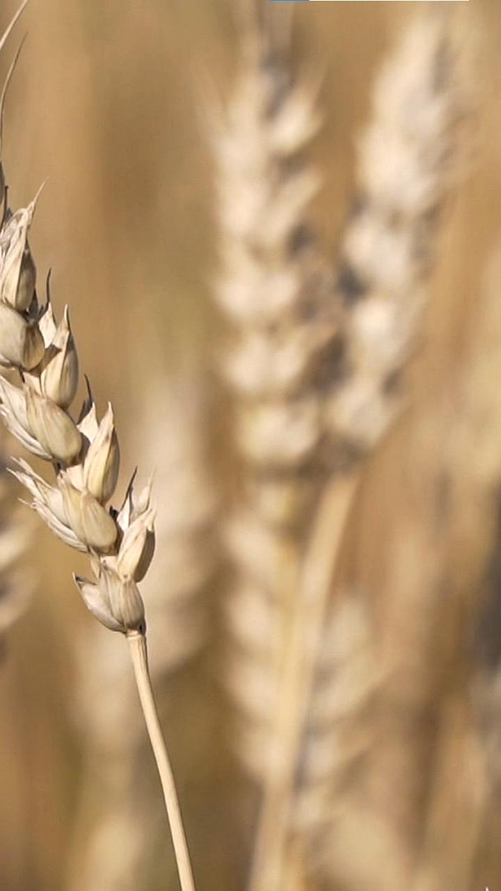 Сбор зерна в Поволжье и Алтайском крае достиг рекордных объемов