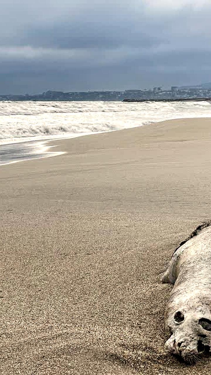 На побережье Каспийского моря обнаружены сотни мертвых тюленей