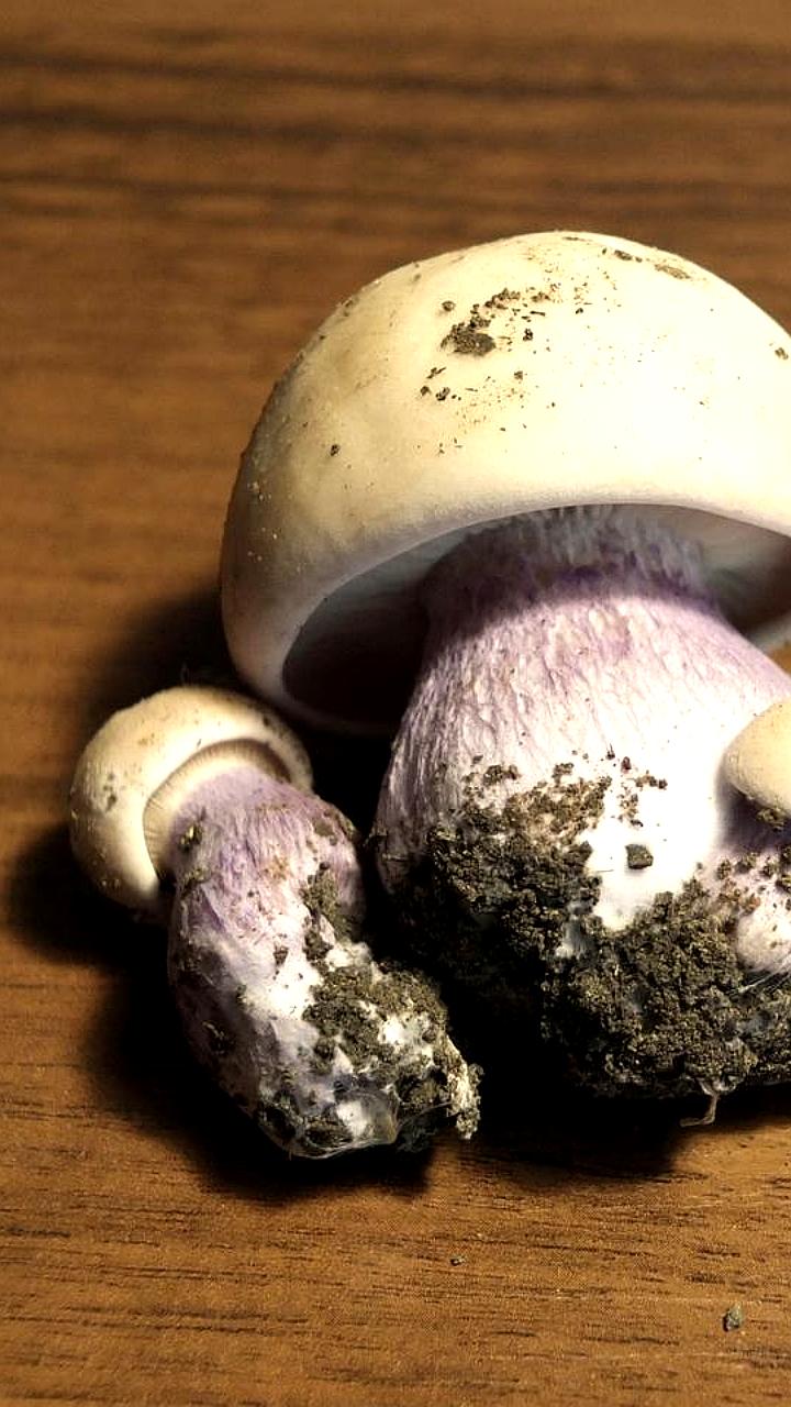 Необычные природные явления: грибы в Волгограде и цветущая верба в Челябинской области