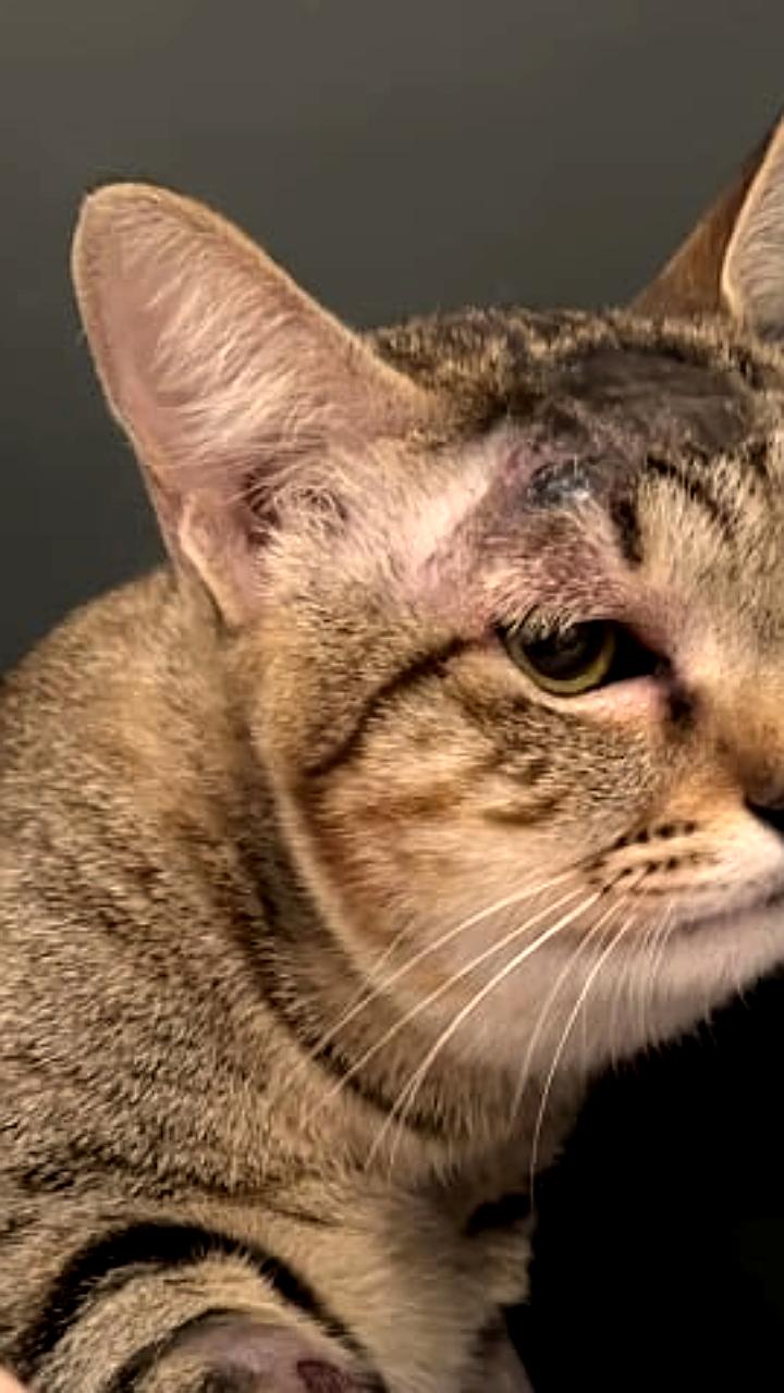 Кошка спасла семью на Бали от ядовитой змеи