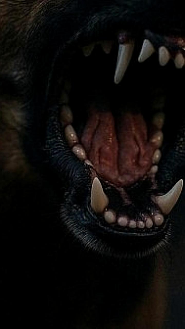 В Бурятии хозяин волкодавов выплатил 300 тысяч рублей за смерть прохожего