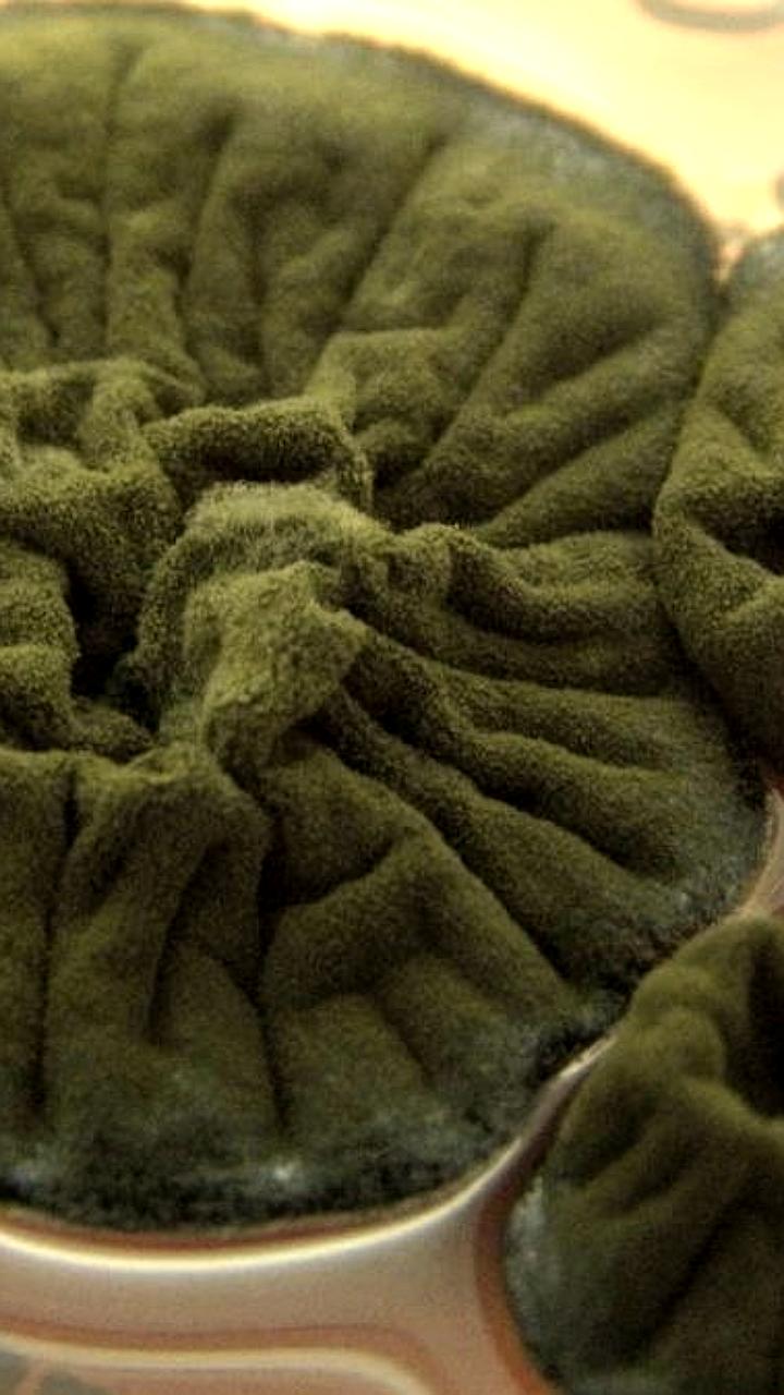 Ученые обнаружили грибок, питающийся радиацией, в Чернобыле