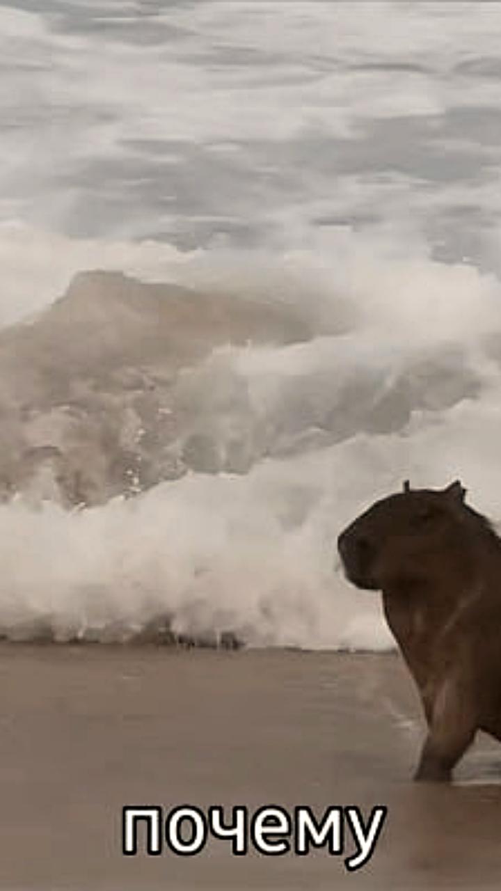 Мединский узнал о реальности капибар после показа фотографий дочерью