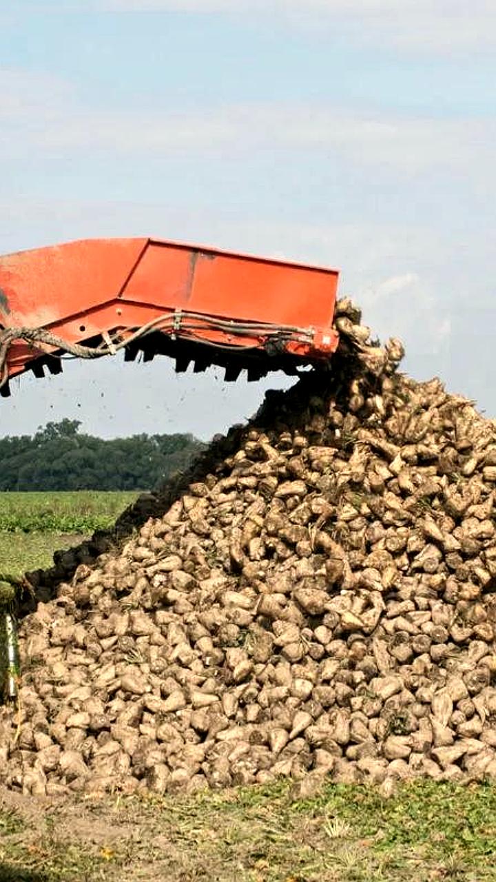 Урожай сахарной свеклы на Ставрополье увеличился на 13% в 2025 году