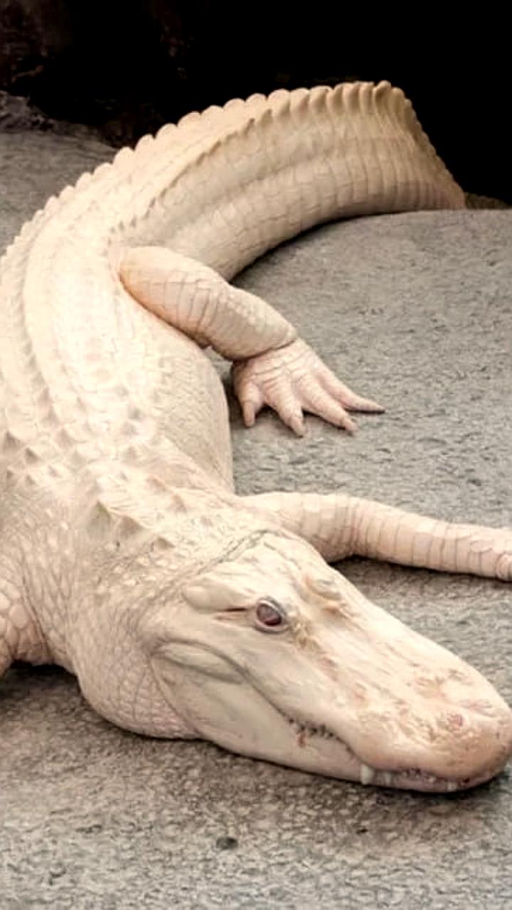 Умер знаменитый аллигатор-альбинос Клод в Сан-Франциско