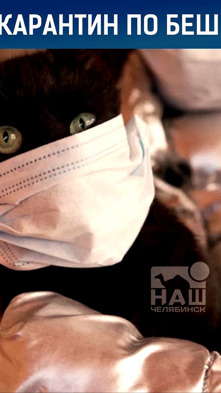 Карантин по бешенству животных введен в Ялуторовском округе и отменен в Казанском