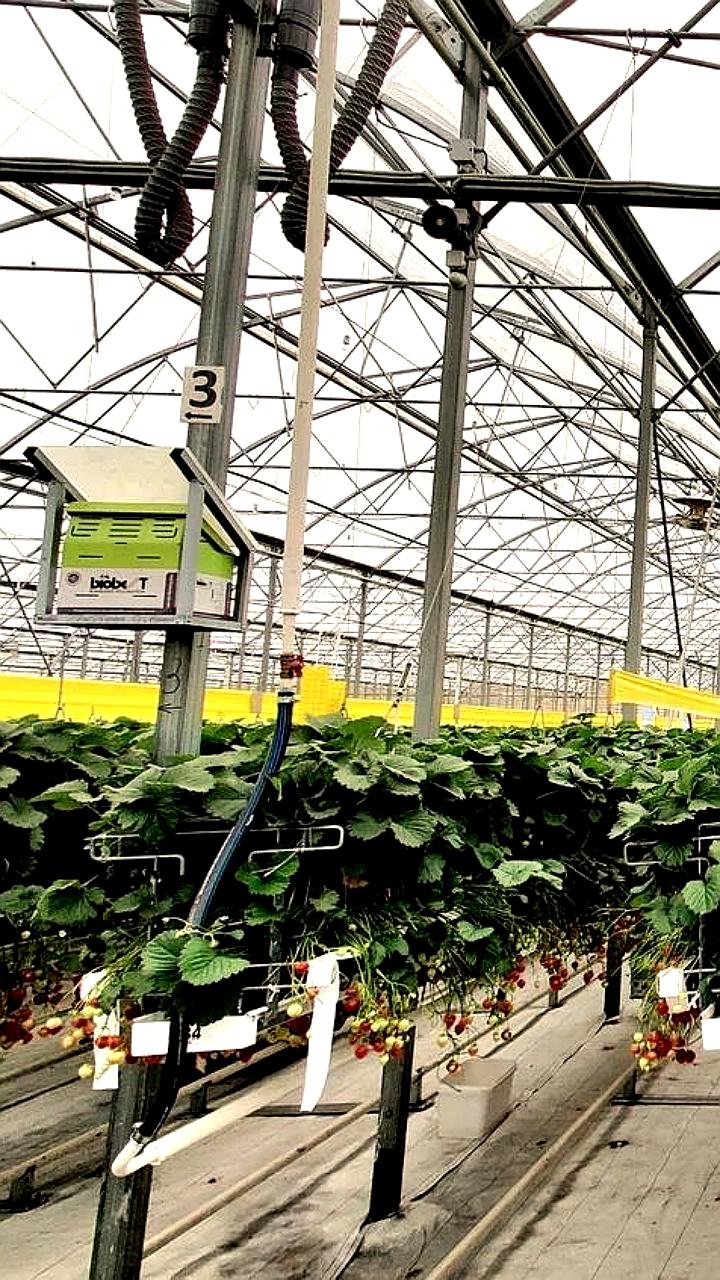 Газпром и Минсельхоз запускают пилотный проект по газовой генерации для АПК с 2026 года