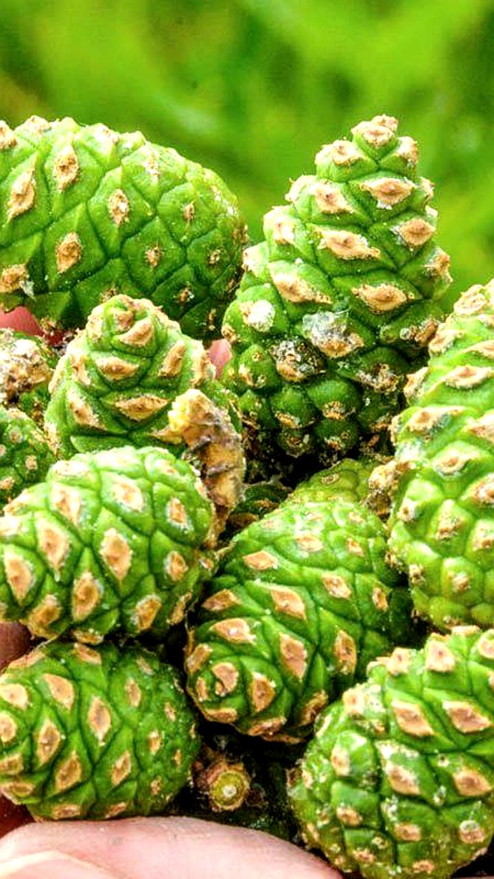 В Северной Осетии модернизируют лесной питомник на 5 млн рублей