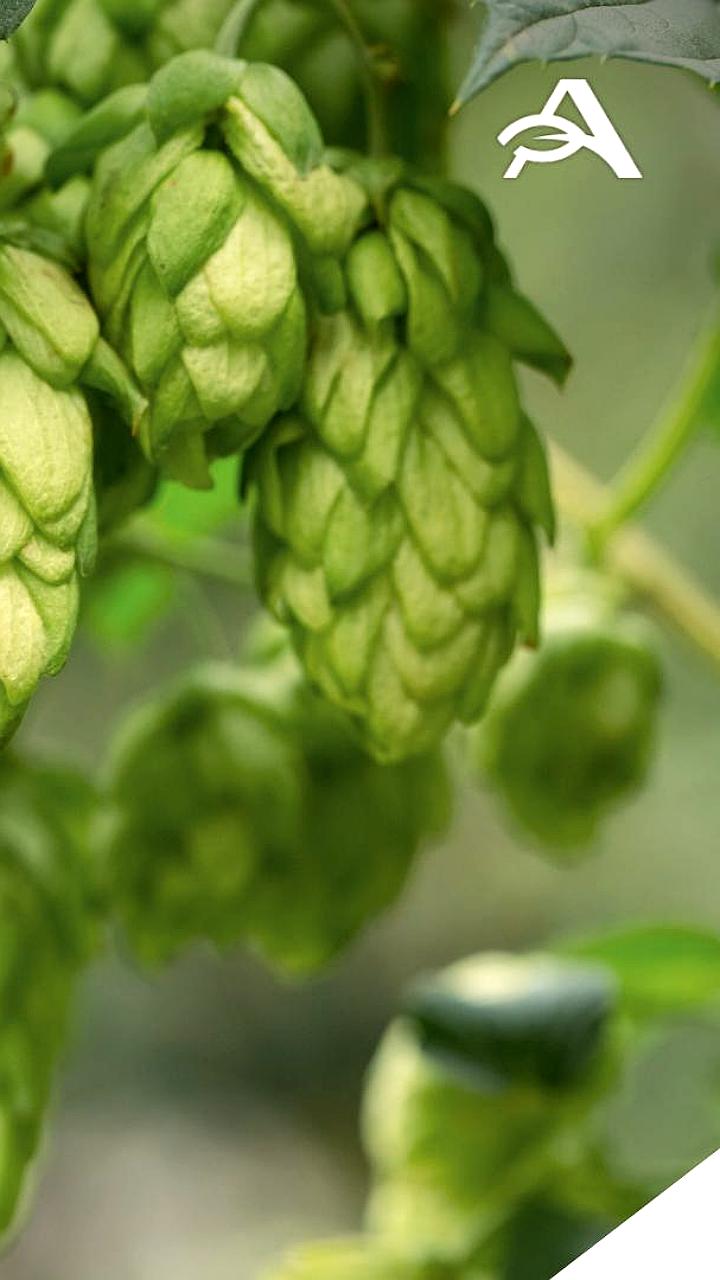 Балтика запускает проект по выращиванию хмеля в Чувашии с новым брендом