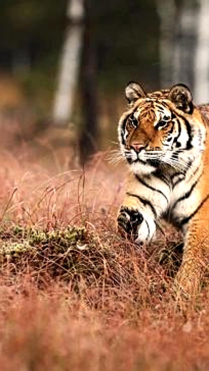 Россия присоединится к Международному альянсу больших кошек во время визита Путина в Индию