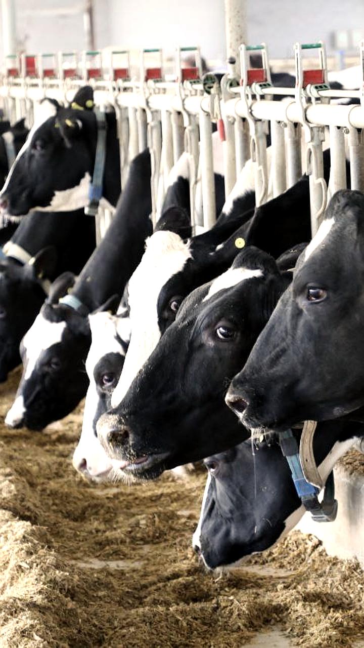 Губернатор Кубани поддержит фермеров для сохранения лидерства в производстве молока