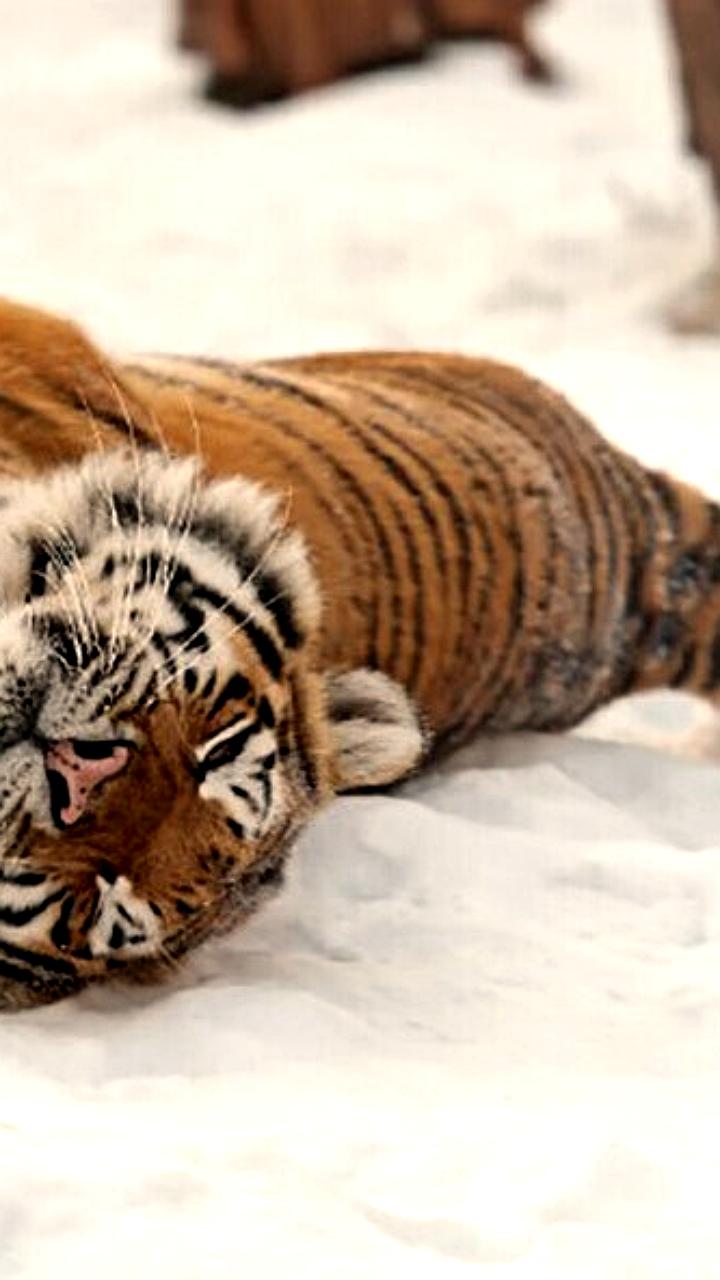 Амурские тигры не создают проблем в Приамурье