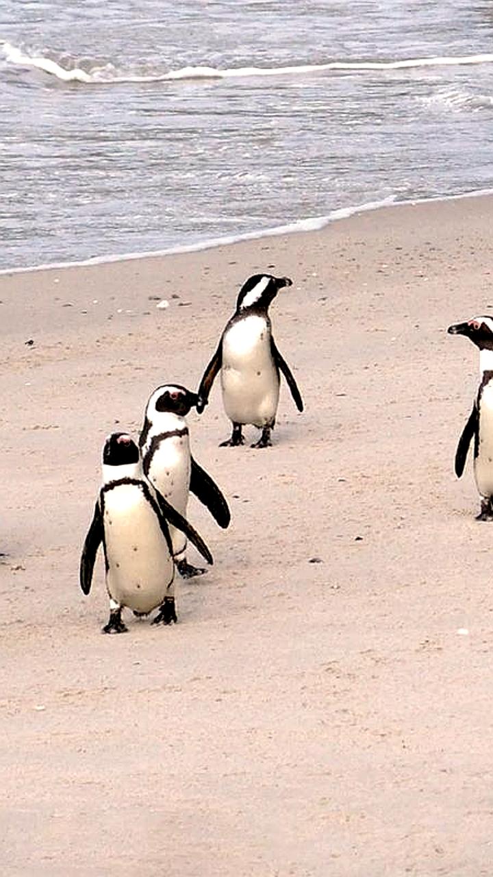 Сокращение численности африканских пингвинов на 95% из-за нехватки сардин