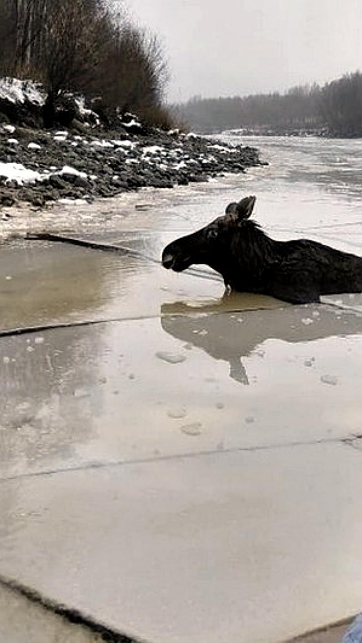 Спасение лося: череповецкие спасатели помогли животному выбраться из ледяной полыньи
