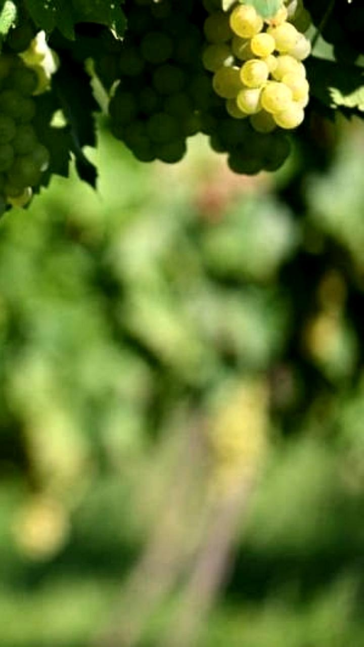 Абрау Дюрсо и IndoBevs подписали меморандум о локализации производства винных напитков в Индии