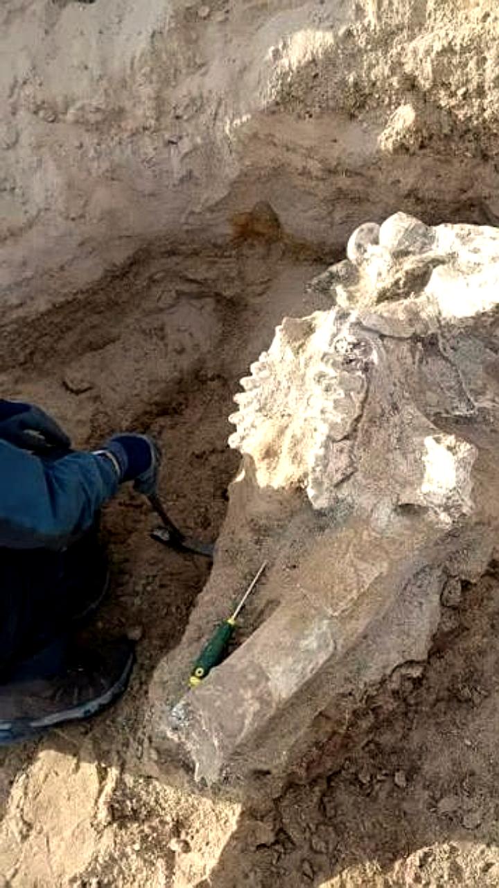 Археологи БРИКС делают важные открытия: окаменелости и следы динозавров