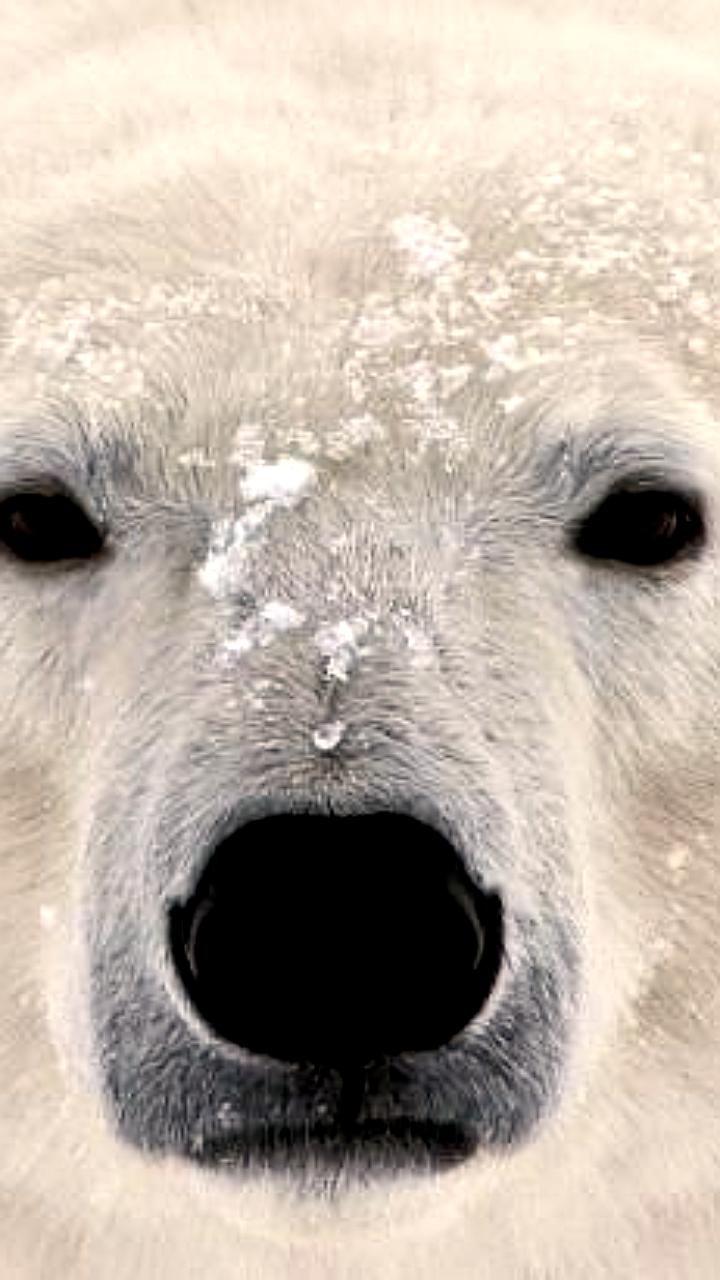 В России медвежьи патрули получат тревожные чемоданчики для безопасности