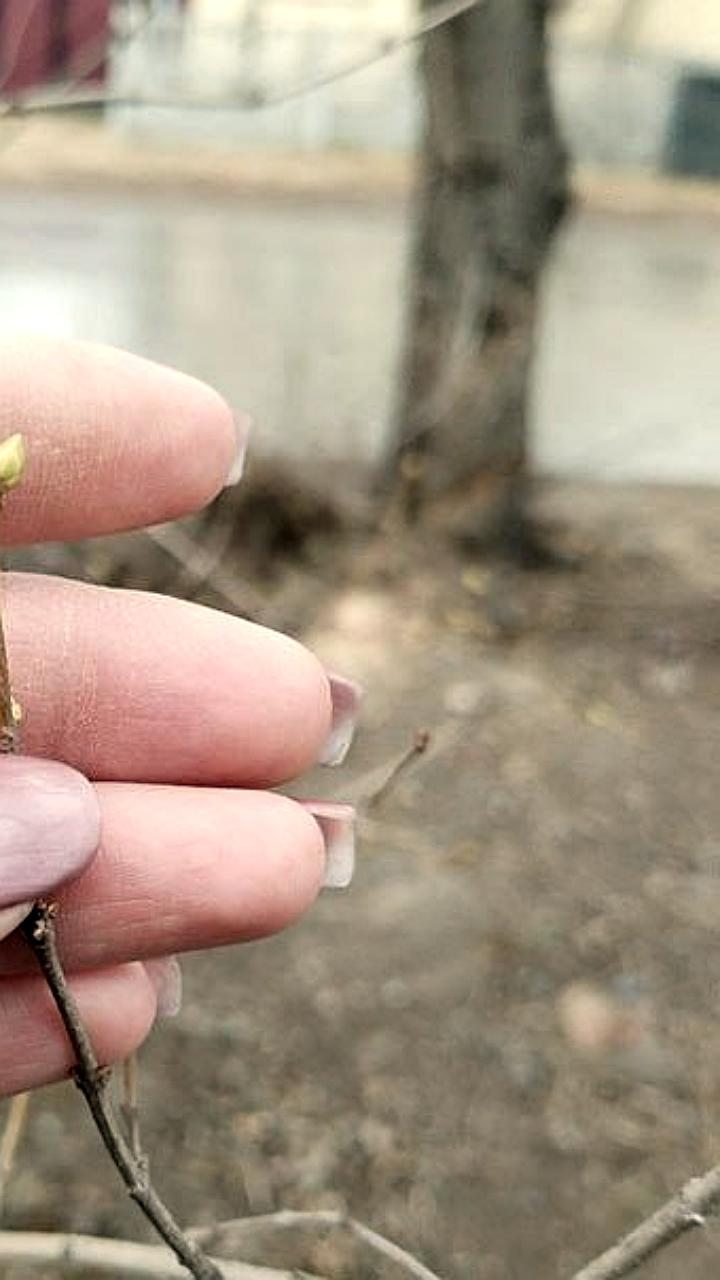 Тёплая зима в России угрожает урожаю из-за раннего пробуждения растений