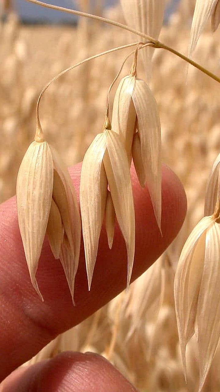 Экспорт овса из России достиг 58 млн долларов, близок к рекорду