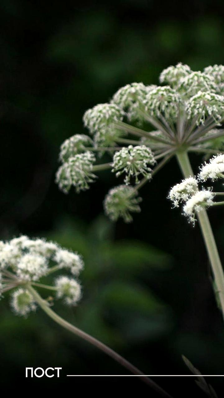 Суд в Ярославской области изъял землю из-за борщевика Сосновского