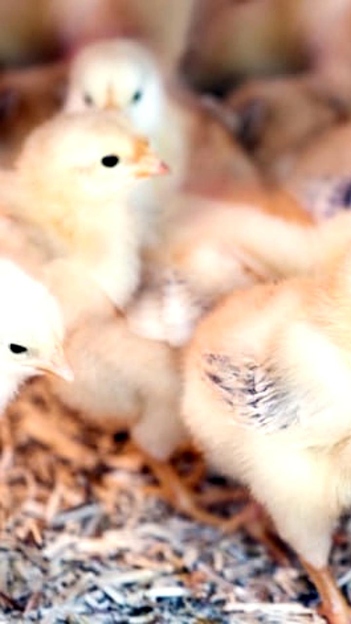 Запуск птицеводческого комплекса Верхополье в Нижегородской области