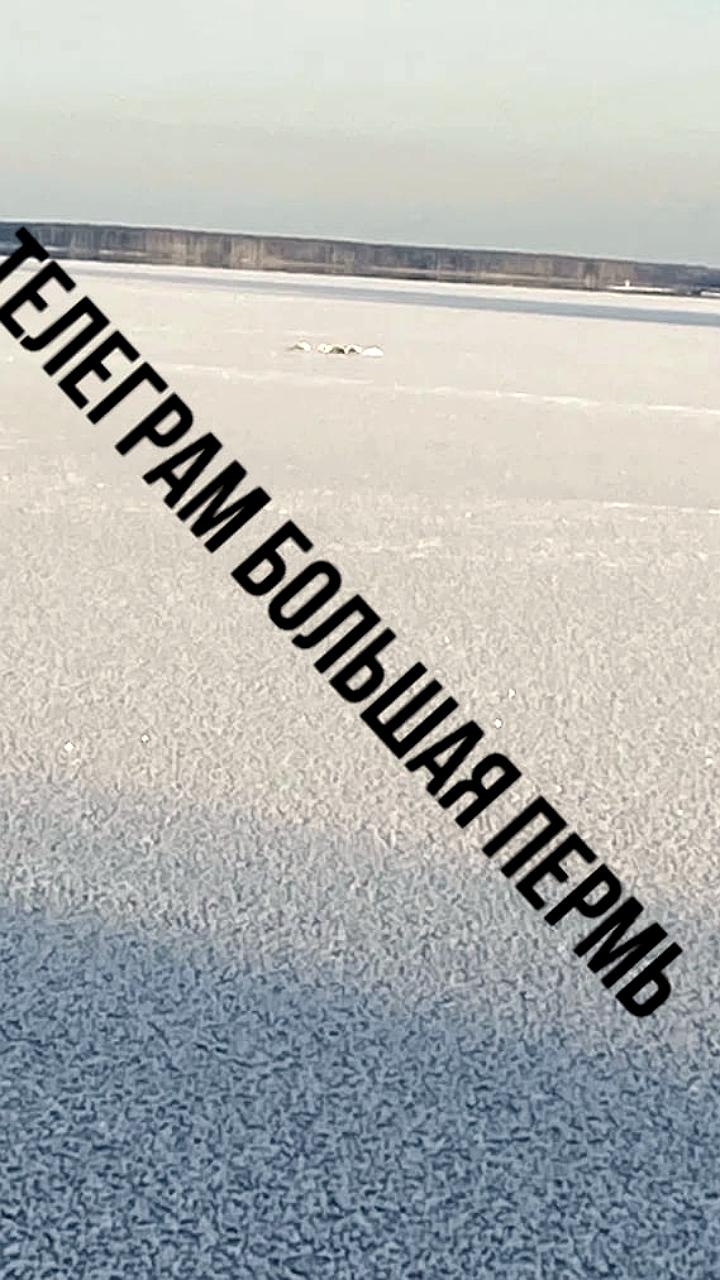 Жители Чайковского и Тугулымского района ищут способы спасти лебедей, застрявших в замерзающем водоёме