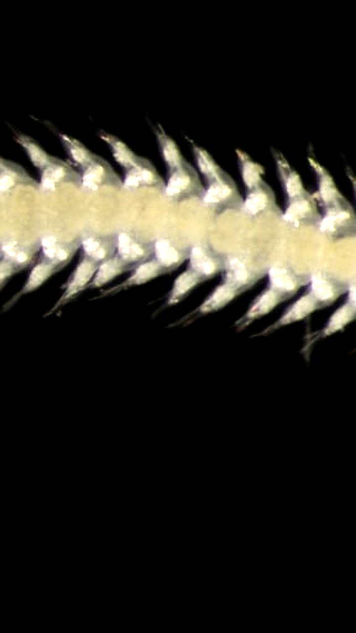 Глубоководная добыча в Тихом океане: новые виды и угроза биоразнообразию