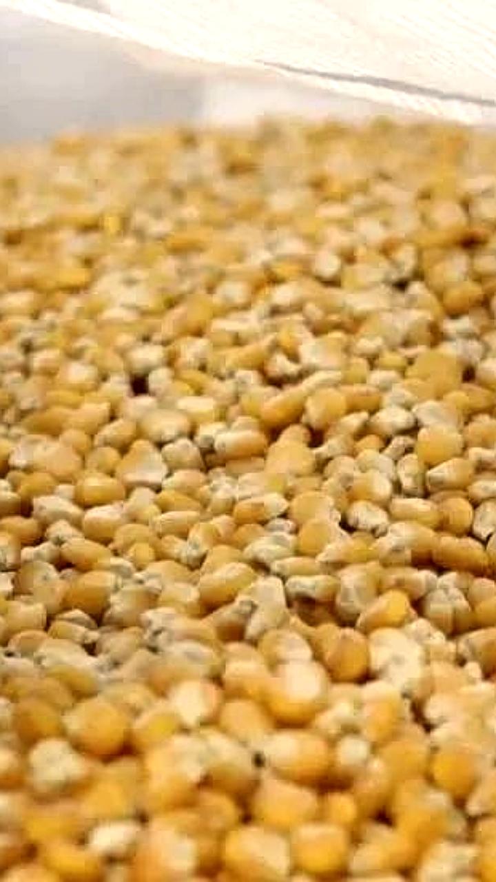 Рекордные урожаи сои и зерновых в России: 1,7 млн тонн в Приамурье и 10,6 млн тонн в Ставрополье