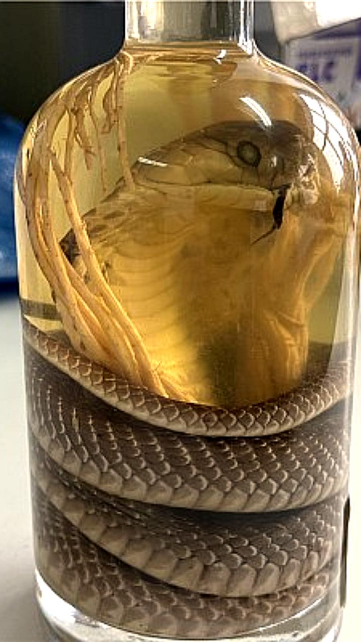 Алтайская таможня изъяла змеиное вино у туристки из Вьетнама