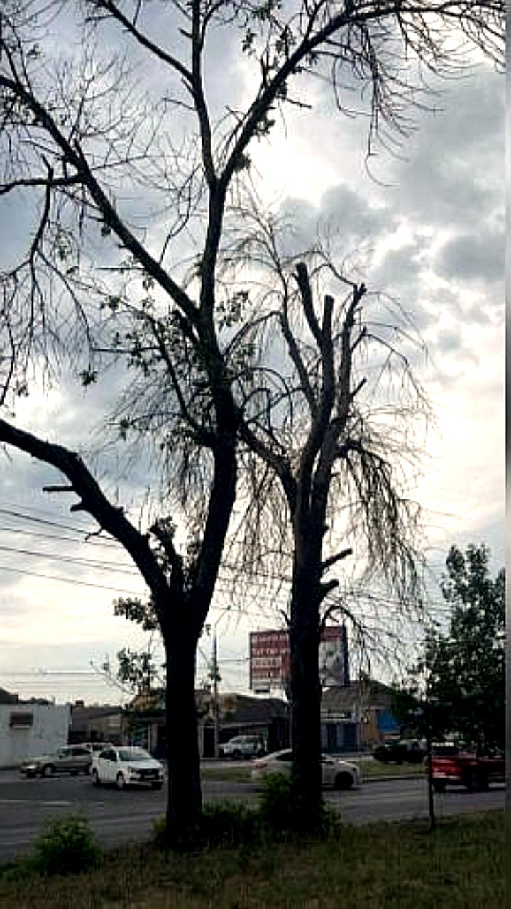 В Ростове на проспекте 40-летия Победы началась высадка молодых деревьев после удаления аварийных