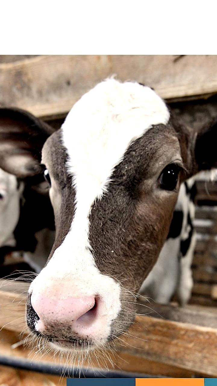 Задержание нелегального скота и подделка документов на яйца в России