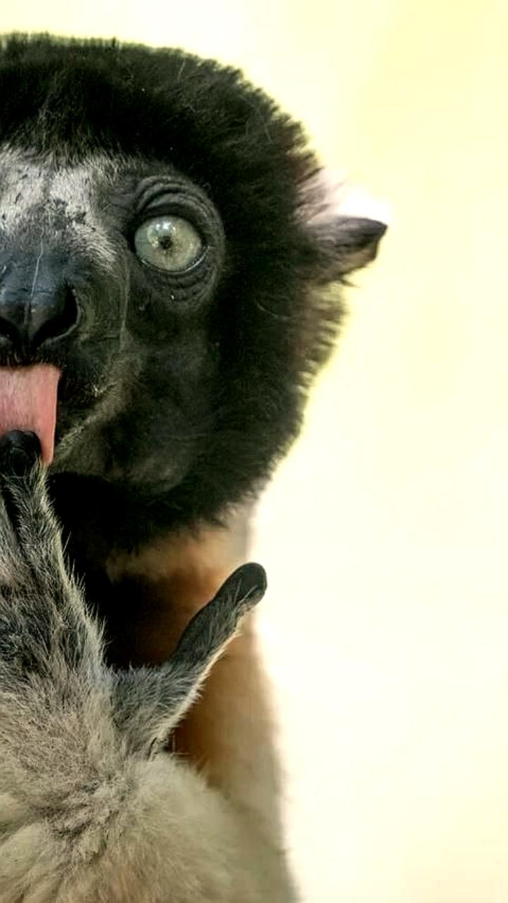 Объявлены победители Comedy Wildlife Awards 2025 с фотографией гориллы