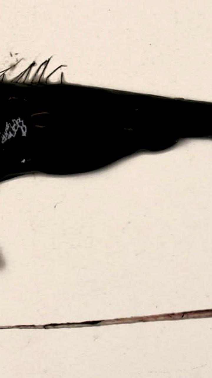 Уникальные морские обитатели: гигантская акула и пеликановый угорь замечены у побережья США