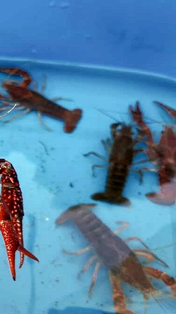 Россия обновила рекорд по экспорту ракообразных в октябре 2025 года