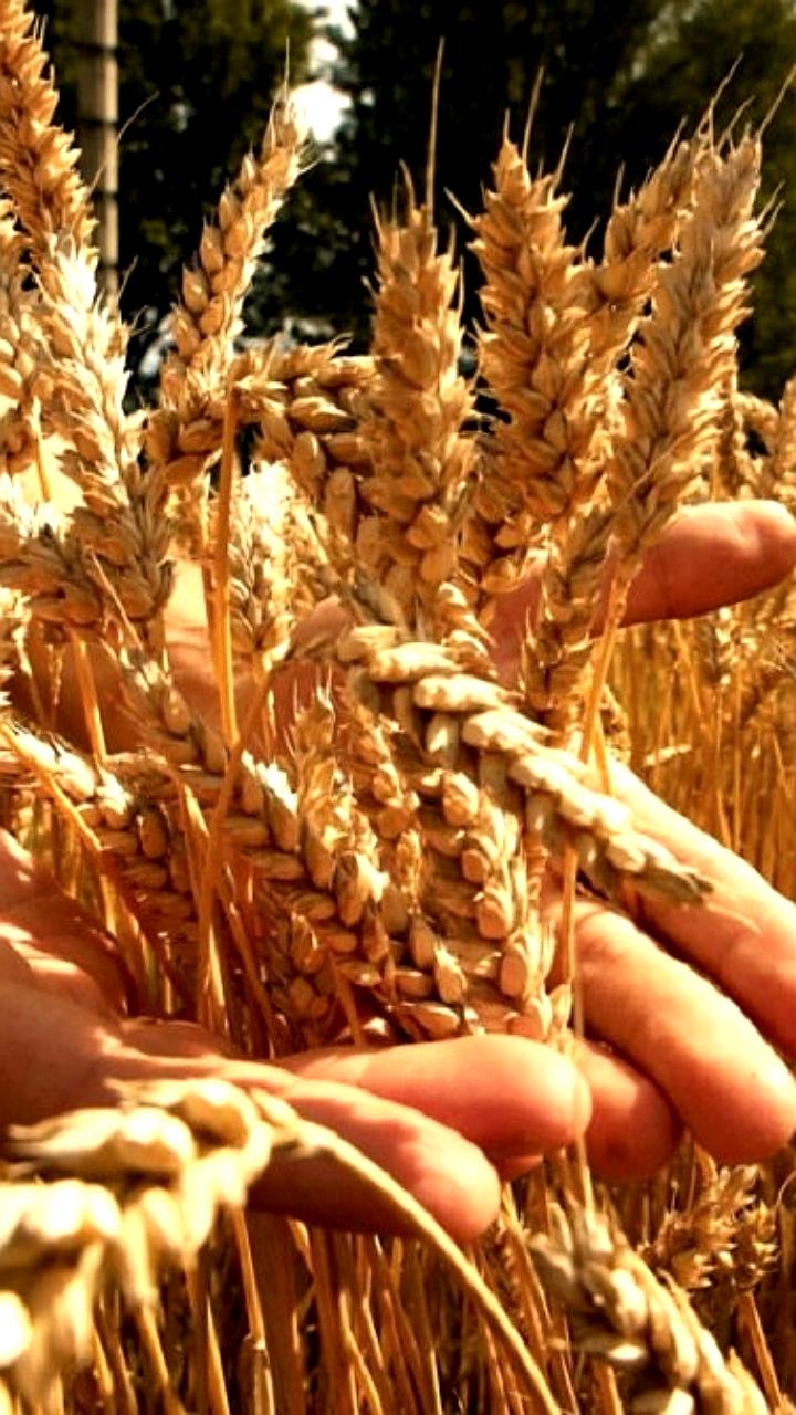 Российская пшеница может выиграть на мировом рынке благодаря качеству