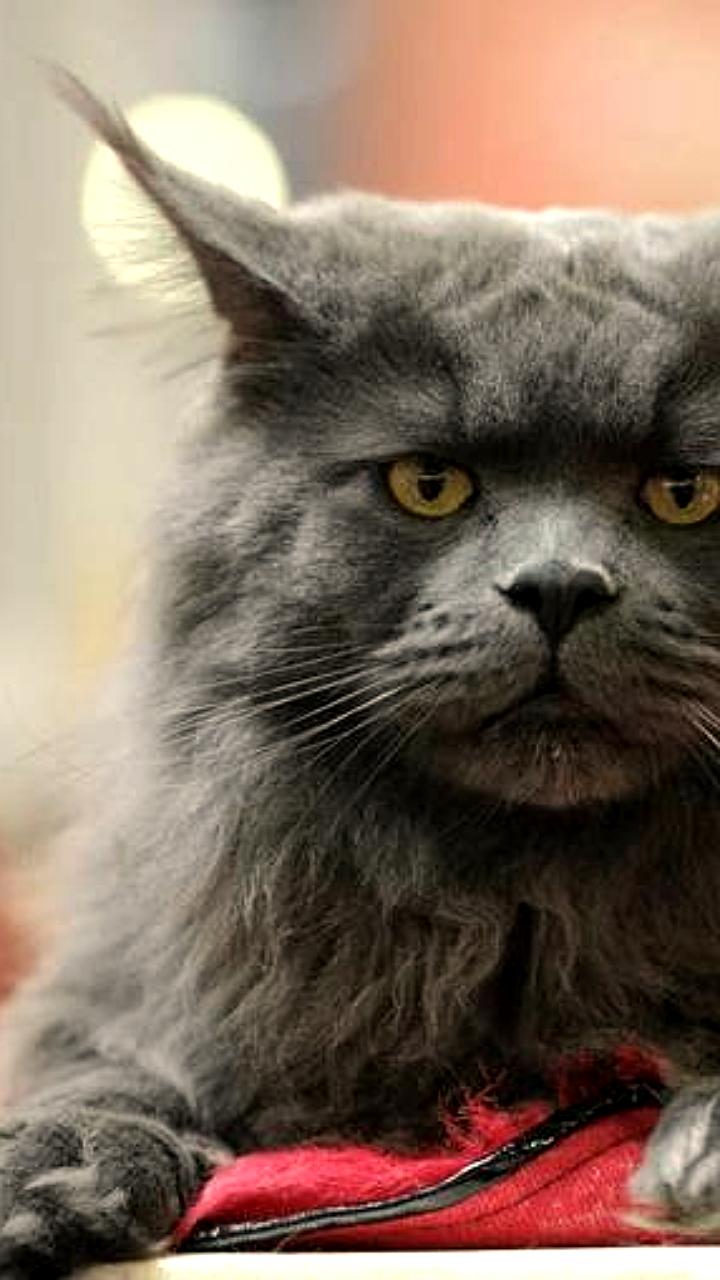 Суд вернул кошку мейн кун женщине после развода