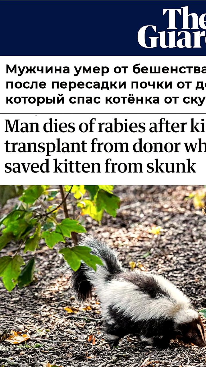 Смерть пациента от бешенства после трансплантации почки в США: детали инцидента
