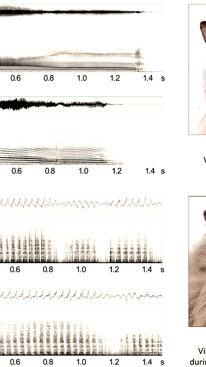 Ученые выявили уникальность мурчания кошек с помощью алгоритмов распознавания