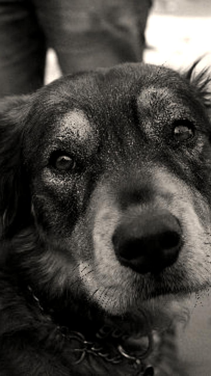 В Благовещенском округе владельца собак оштрафовали за жестокое обращение с животными