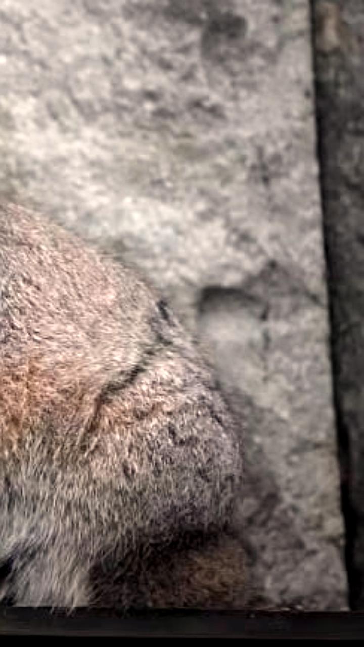 Слово 'зажировка' официально добавлено в русский язык благодаря манулу Тимофею