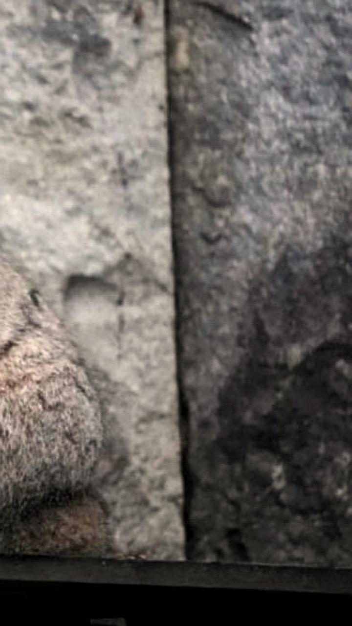 Манул Тимофей изменит режим питания после завершения зажировки