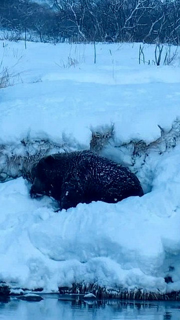 День медведя: празднование на Камчатке с лекциями и мастер-классами