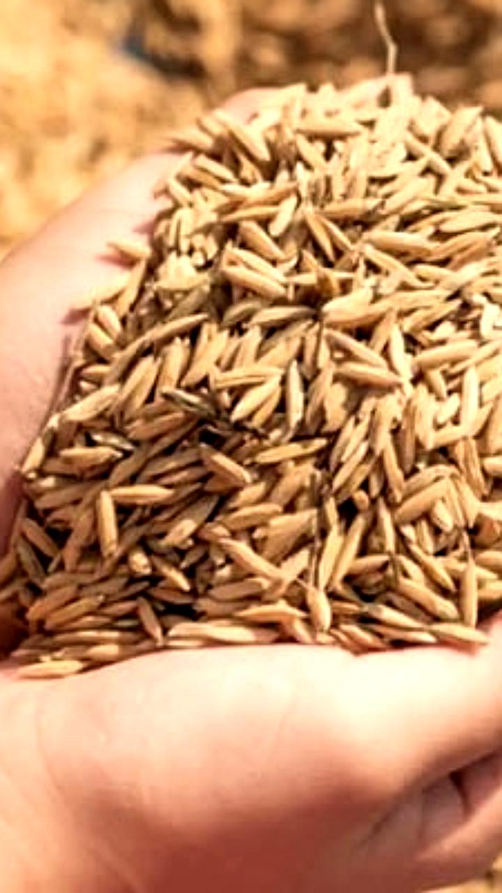 Россия продлила квоты на ввоз семян из недружественных стран до 2026 года