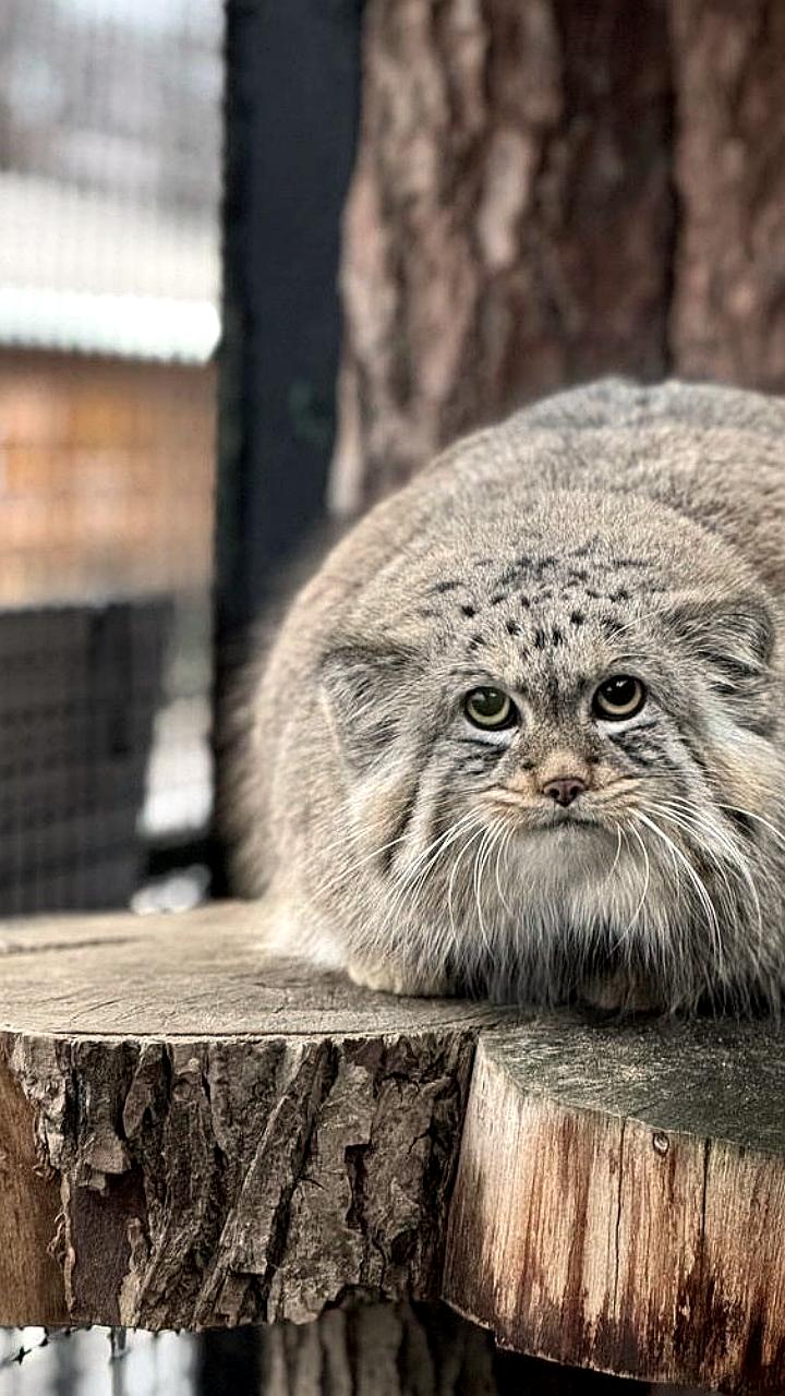 Манул Шу из Ленинградского зоопарка завершил зажировку