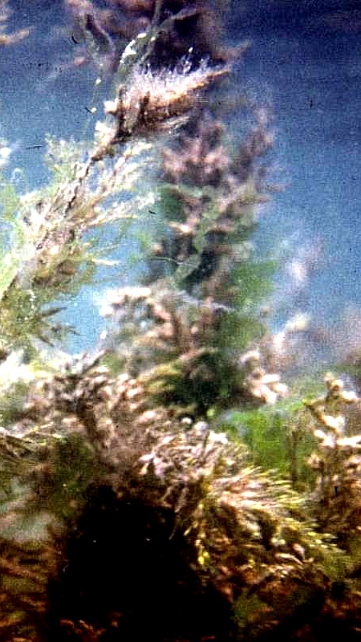 Пермские учёные разработали эффективный биосорбент для очистки рек от цезия