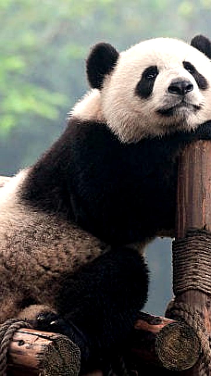 Япония впервые за 50 лет останется без панд из-за ухудшения отношений с Китаем