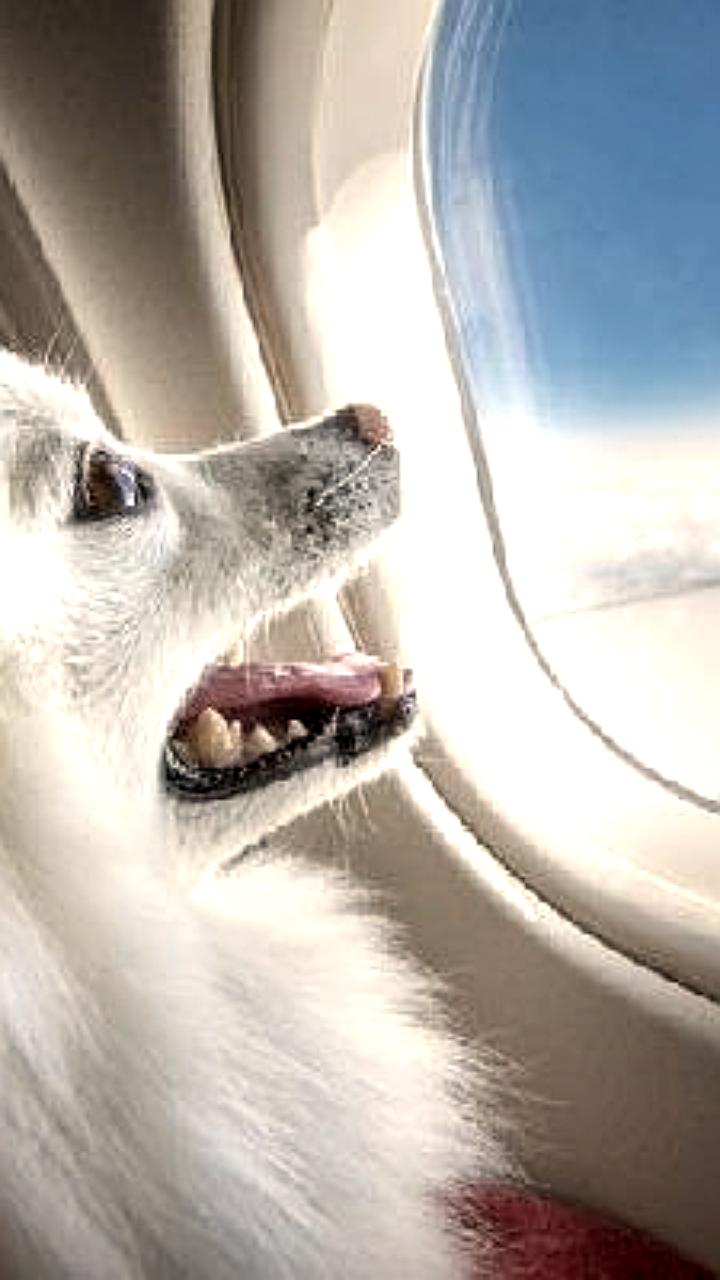 Авиакомпания Победа запускает услугу перевозки домашних животных в салоне самолета